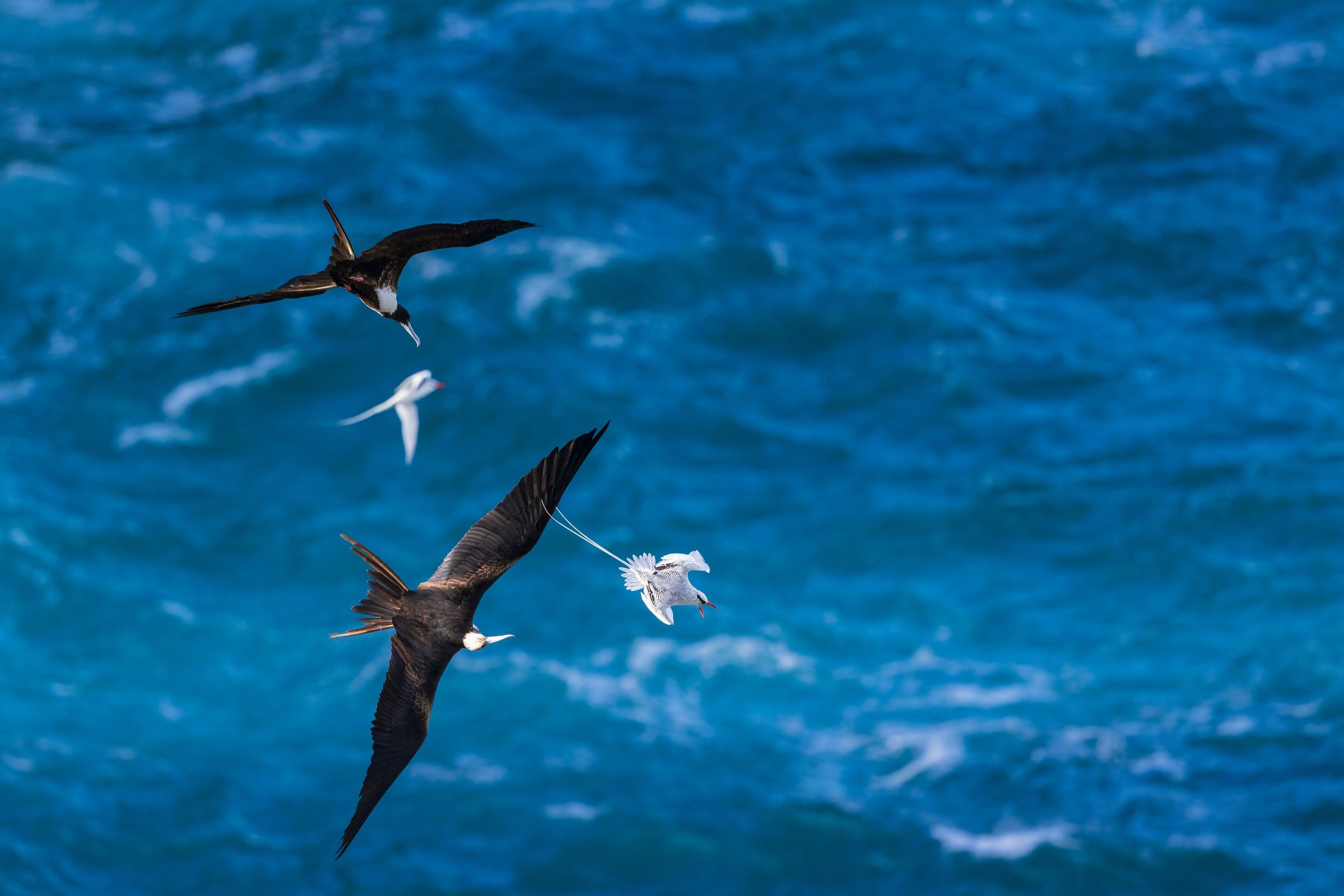 Tobago Caribbean Coast Birding and Nature Tour with Zee