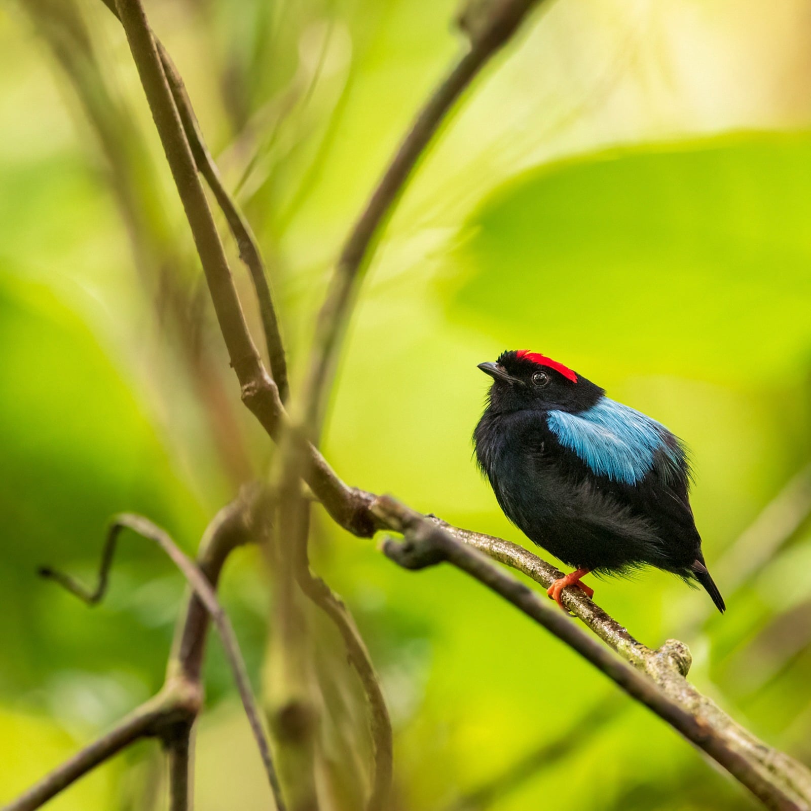 Custom Trinidad and Tobago Birding Package with Zee