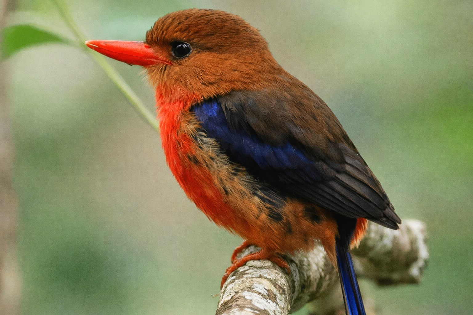 Papua New Guinea 19-Day Bird Watching Adventure with Daniel Wakra