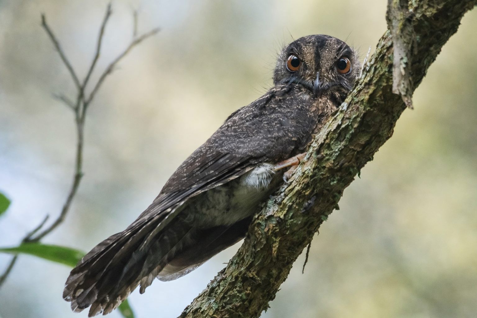 Papua New Guinea 14-Day Birding Adventures in Paradise