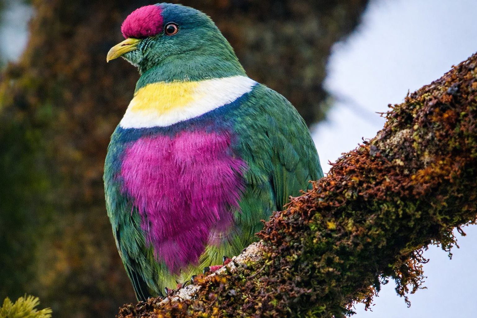 Papua New Guinea Remote Birding Tour: Islands and Bismarck Sea