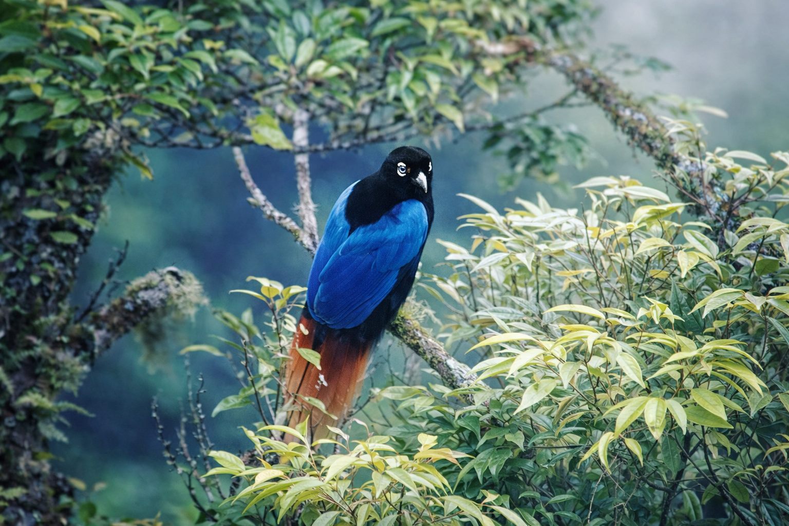 New Guinea Specialties Birding Tour: Manus, Wasu, Alotau and Varirata