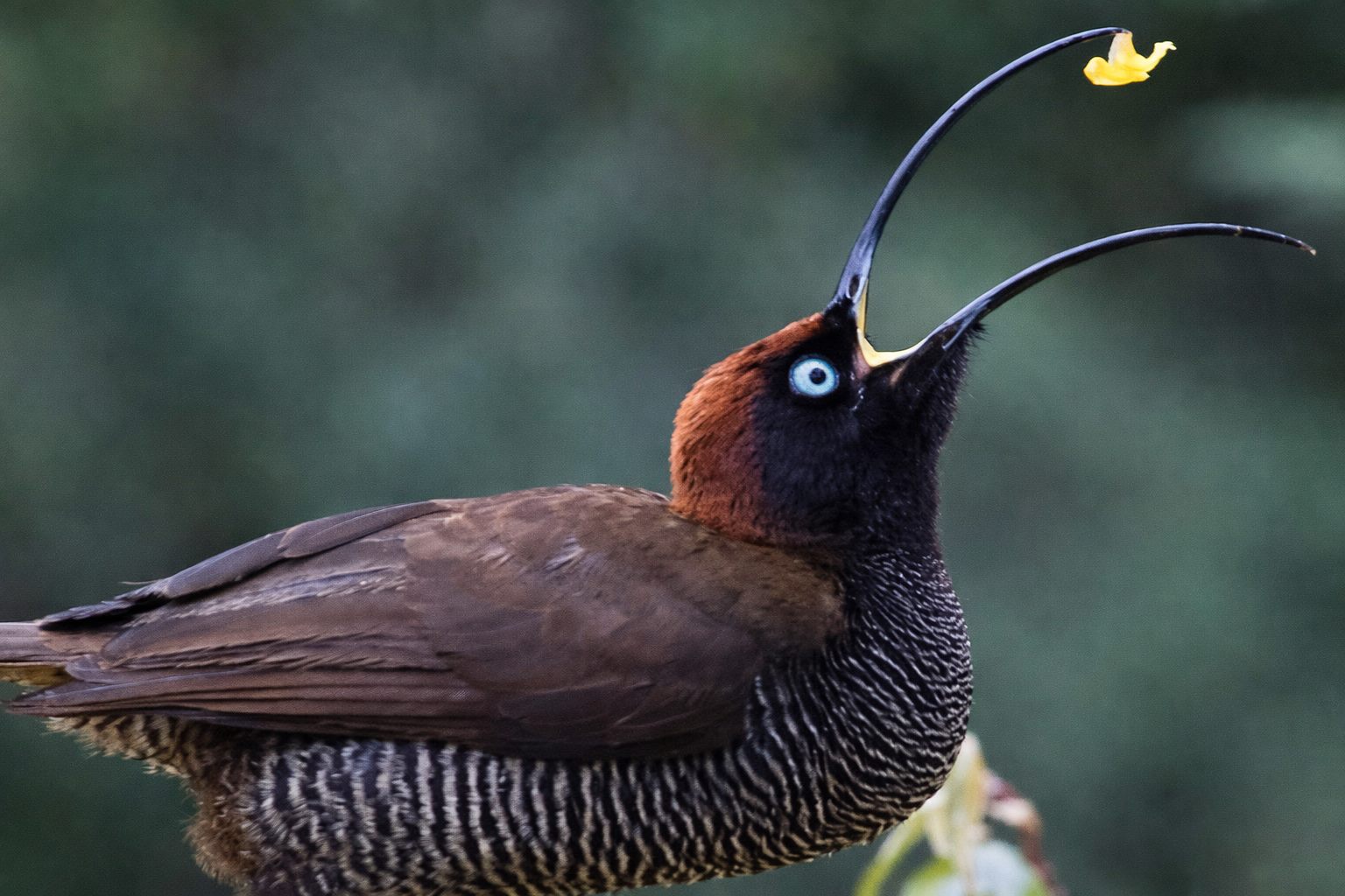 Bird-of-Paradise Photography Tour in Papua New Guinea