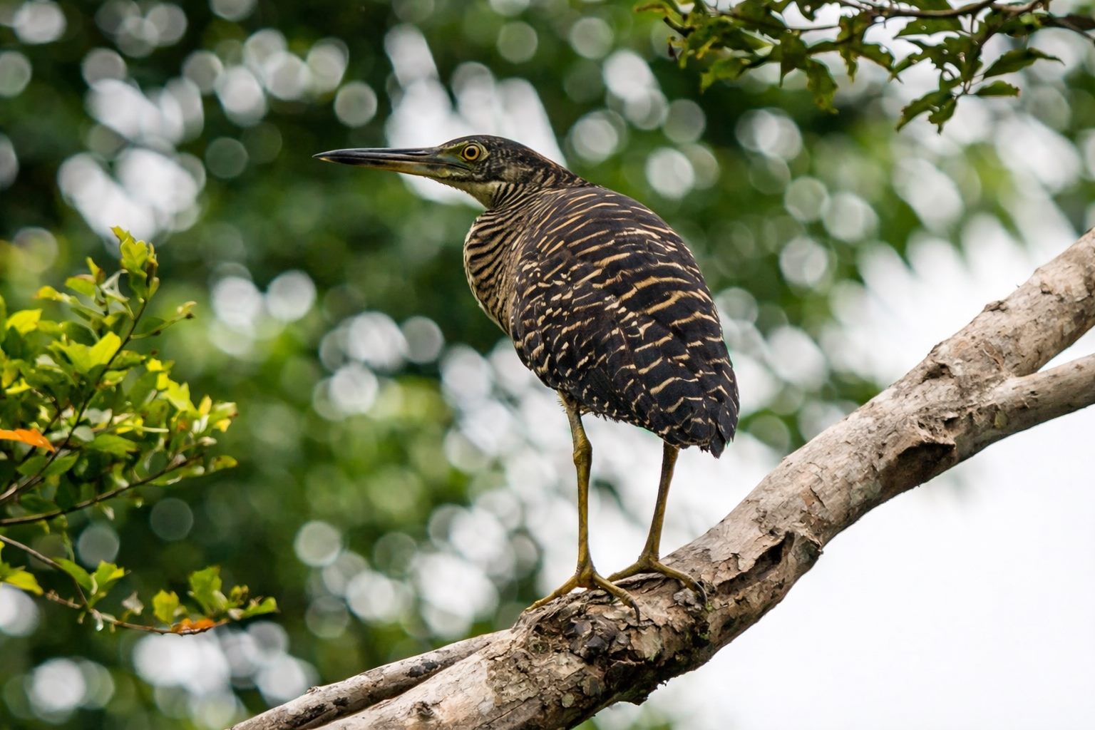 Port Moresby 6-Day Short Birding Tour with Daniel Wakra