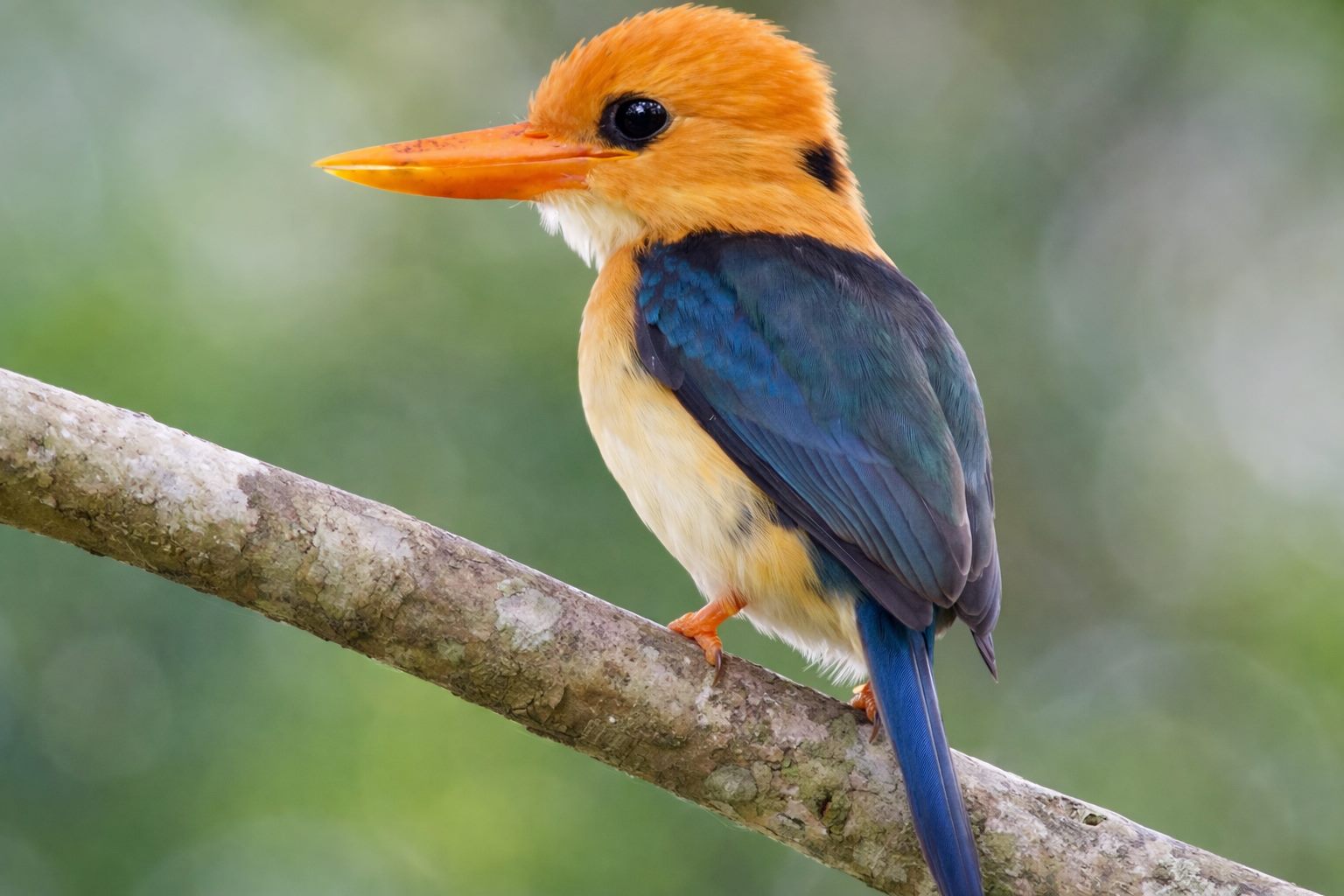 Bird-of-Paradise and Bowerbird Filming Tour in Papua New Guinea