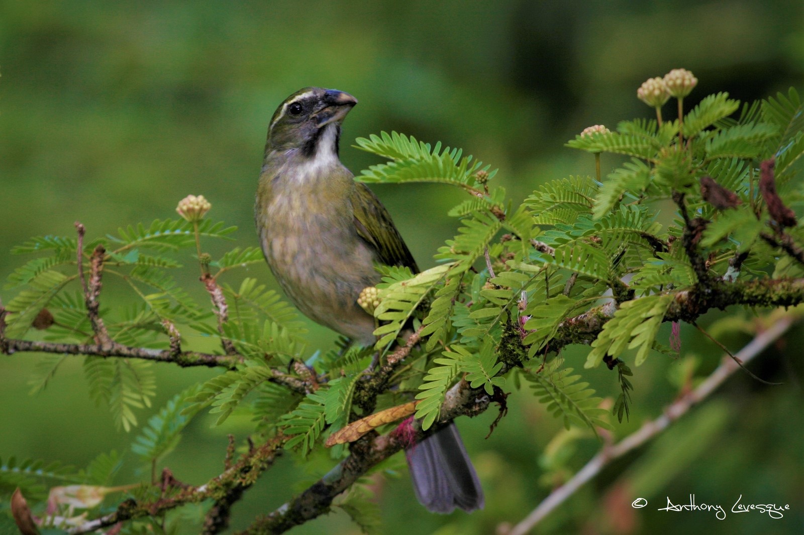 Guadeloupe Half-Day Private Birding with Anthony Levesque