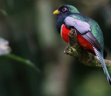 Tobago Island Sightseeing Nature Tour