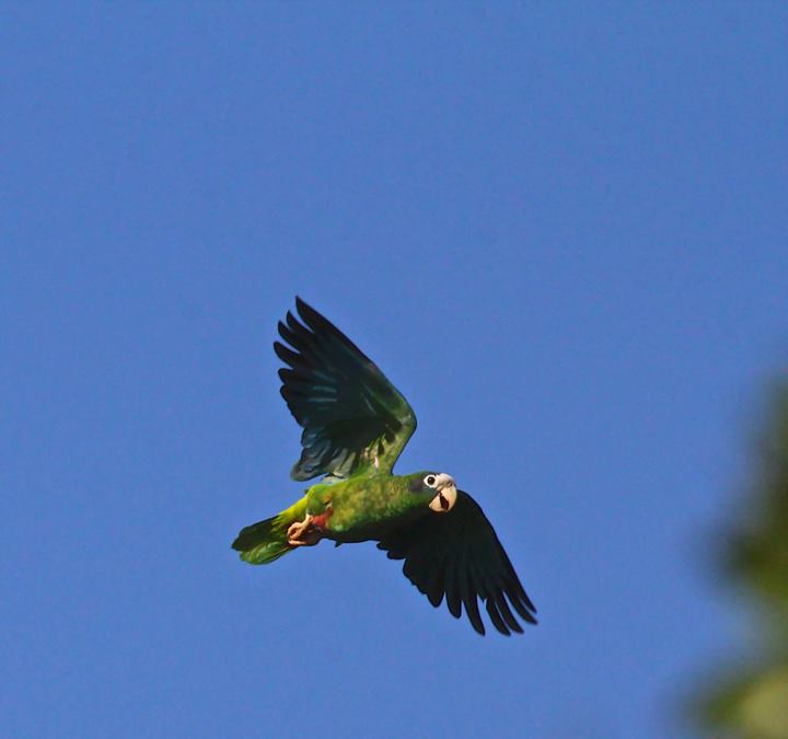 National Park of the East Birding Tour from Bayahibe or La Romana