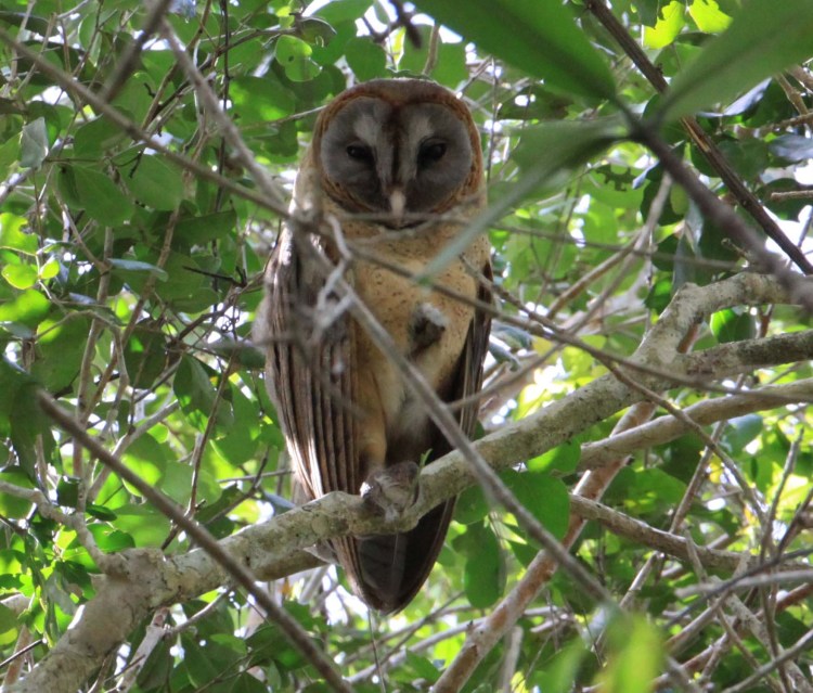 National Park of the East Birding Tour from Punta Cana