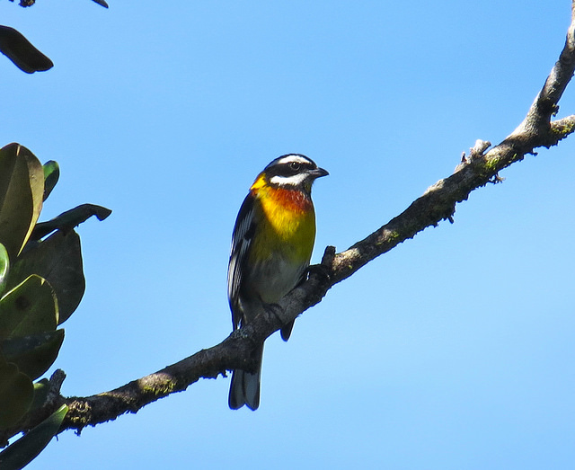 Ebano Verde Cloud Forest Birding Tour from Santo Domingo