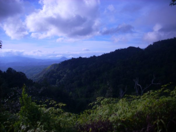 Ebano Verde Cloud Forest Birding Tour from Puerto Plata, Sosua or Cabarete