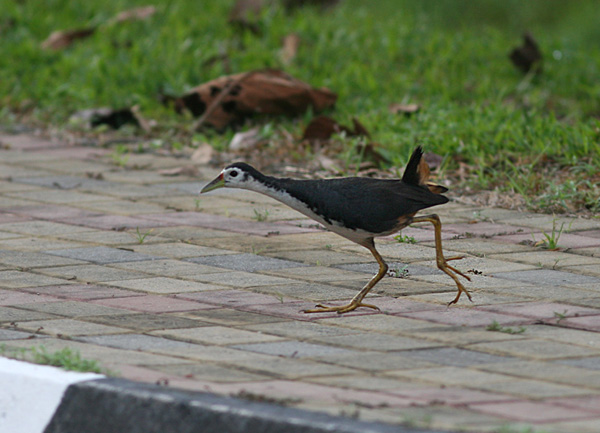 Tour image