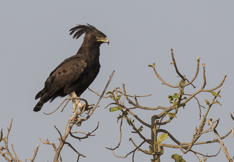 Tendaba and Basse 4-Day Birding Excursion with Turaco Birding