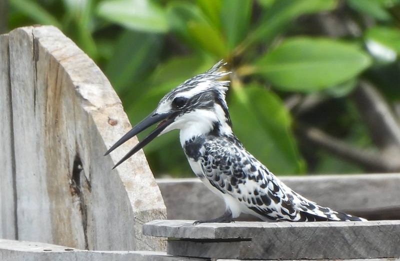 Birds and Breakfast at Lamin Lodge with Abuko Birding