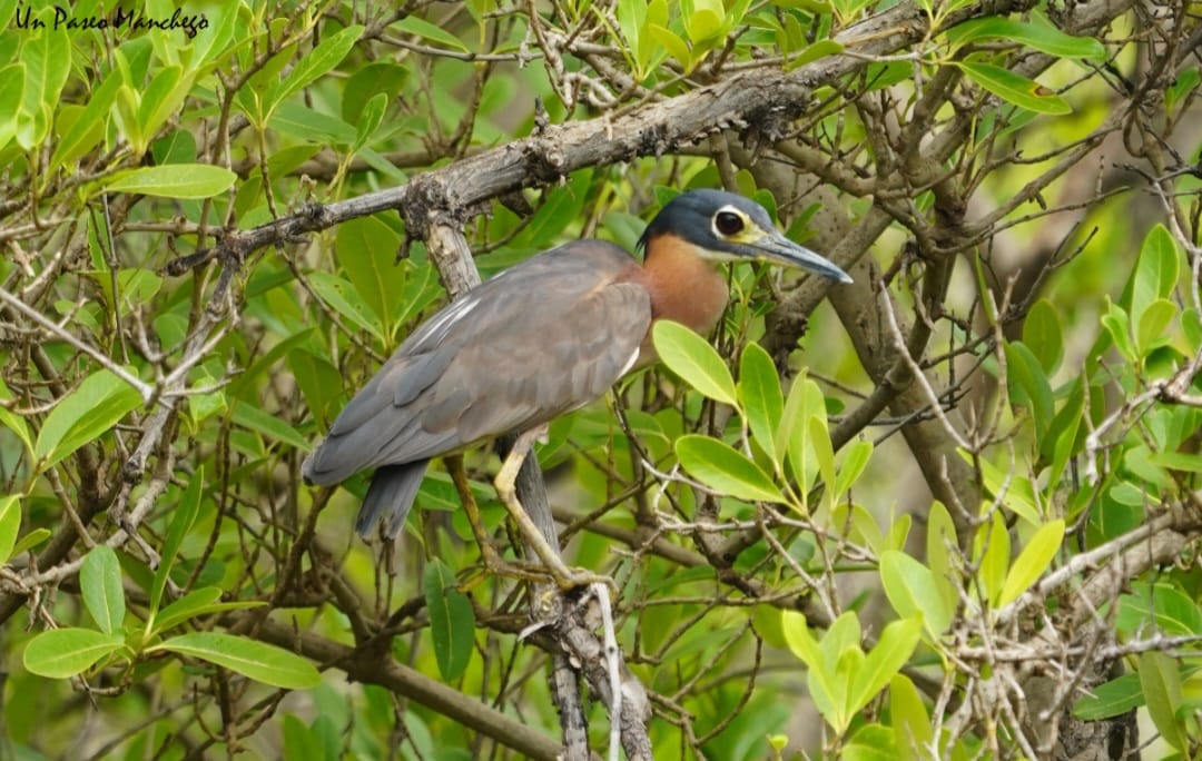10-Day Birdwatching Trip in The Gambia with Turaco Birding