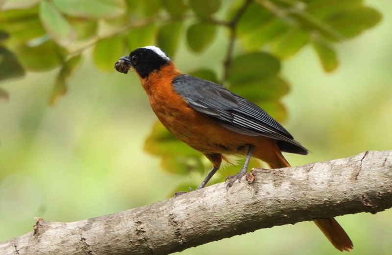 14-Day Senegal and Gambia Combined Birdwatching Trip with Turaco Birding