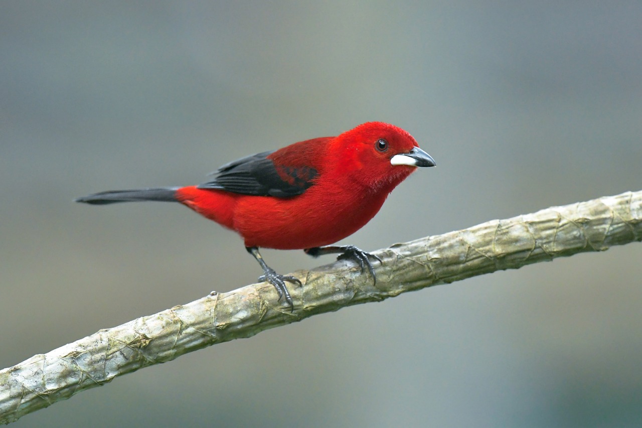 Tour image