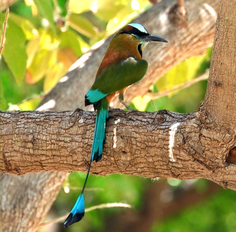 Uxmal and Puuc Route Birding Day