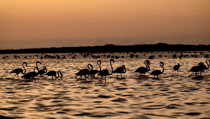 Rio Lagartos Birdwatching and Mangrove Boat Tour
