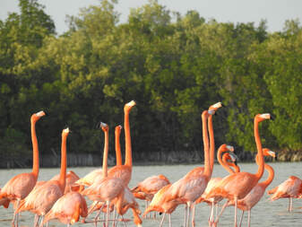 12-Day Yucatan Peninsula Birding Tour