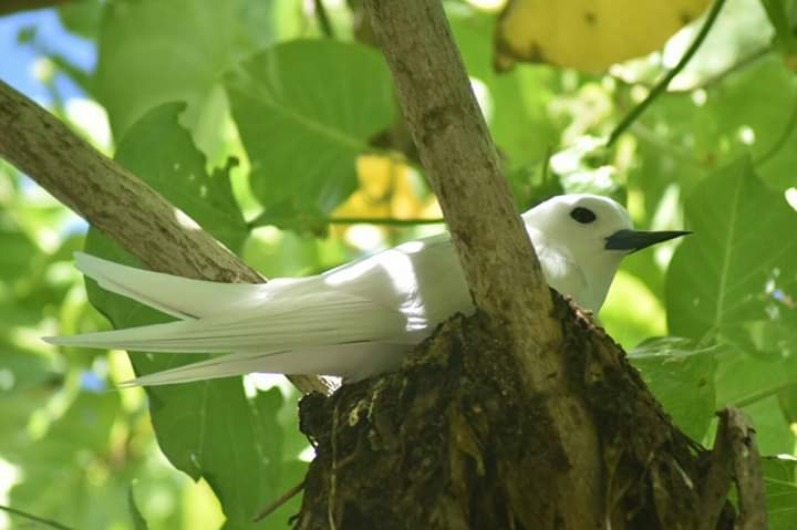 Private Praslin Endemic Birding with Steve Agricole