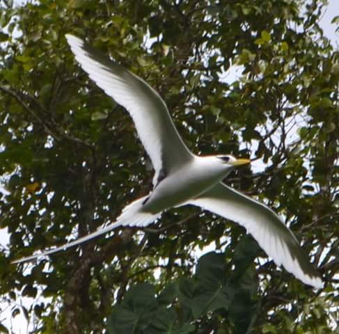 Private Aride Island Seabird and Endemic Birding with Steve Agricole