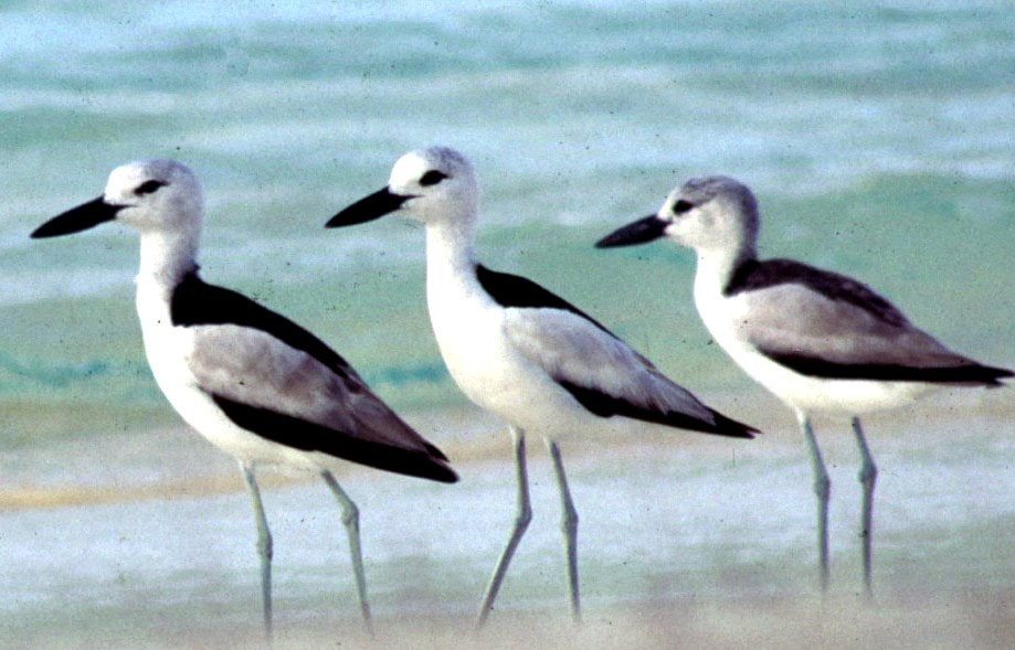 Private Cousin Island Special Reserve Birding with Steve Agricole