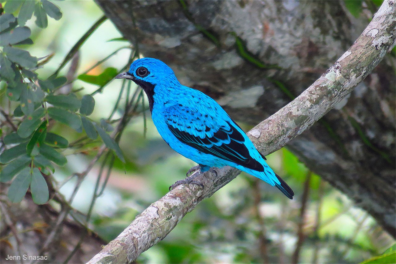 Panama Birding with Nature Travel Birding
