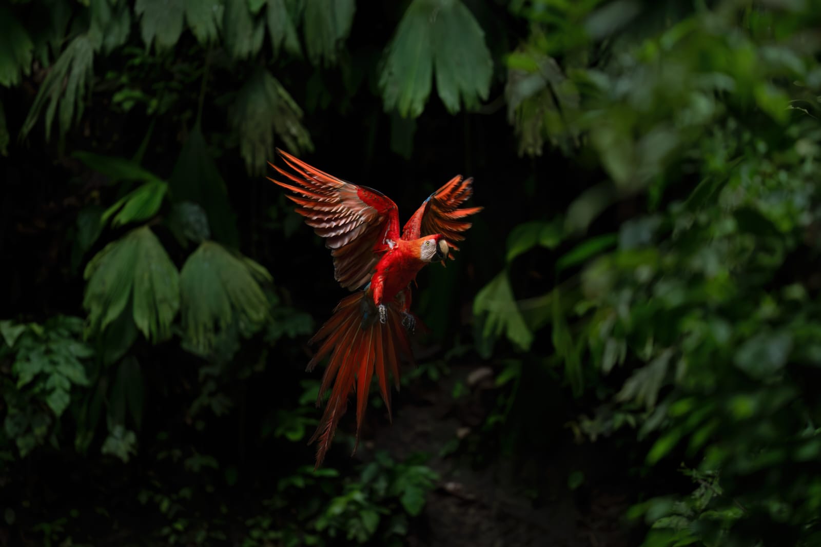 8 Days Private Amazon Birdwatching Adventure