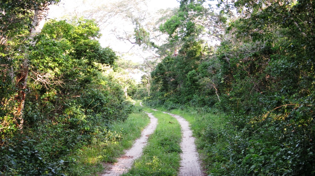 Arabuko Sokoke Forest
