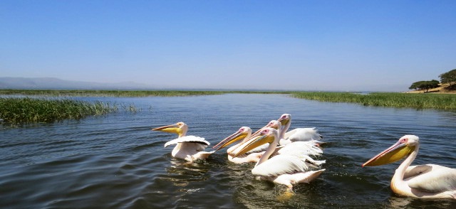 Lake Elementeita
