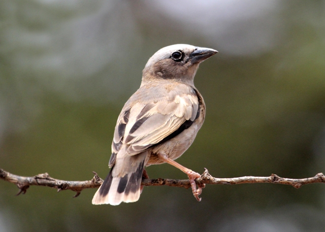 Lake Magadi Road Birding