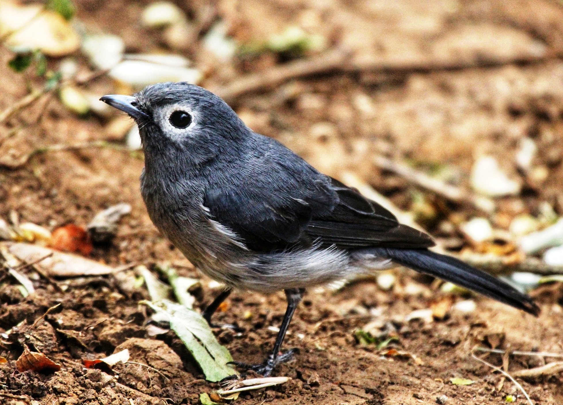 Ol Donyo Sabuk National Park