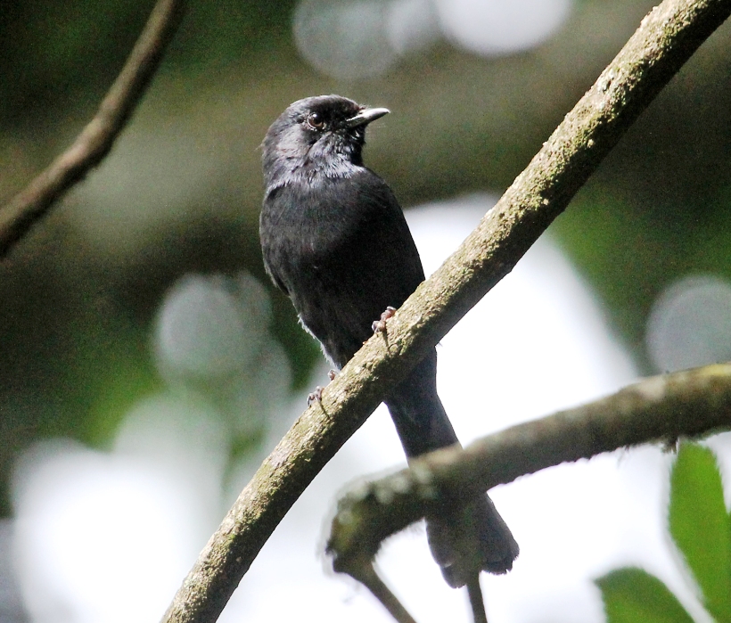 Paradise Lost Birding