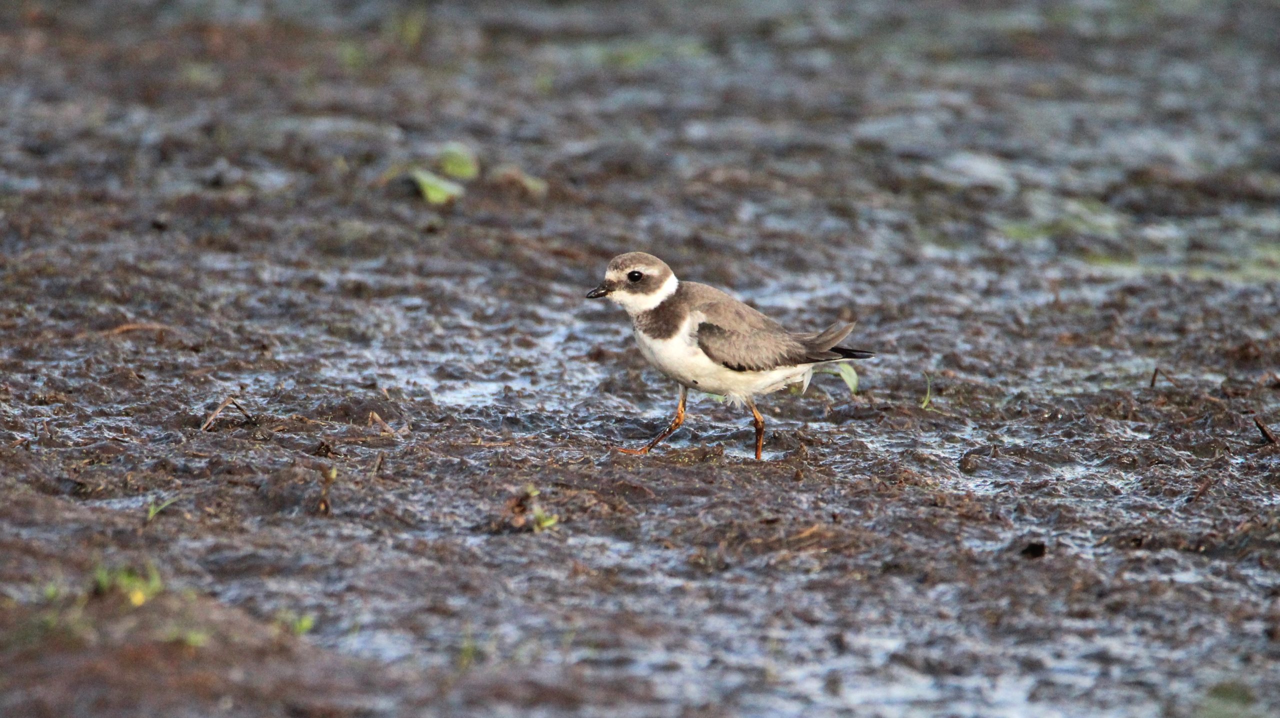 3 Day-Amboseli-National-Park-birding