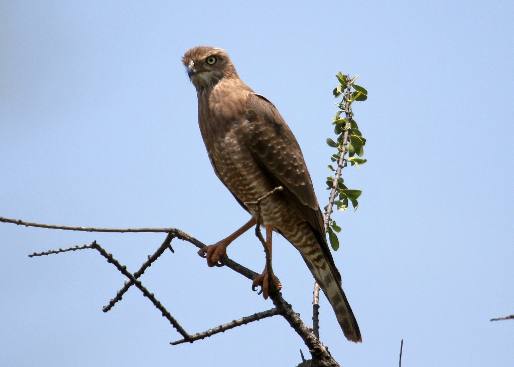 6 Days Kenya Budget Birding