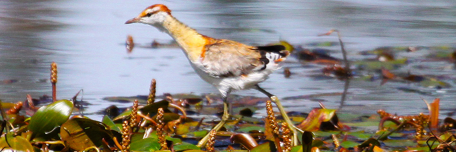 15 Days Kenya Coastal Birding Tour