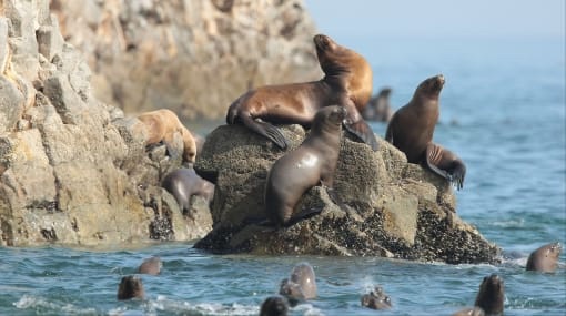 Ballestas Islands Shorebird and Seabird Birding
