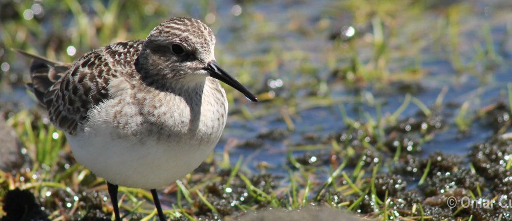 Andean Birds of the San Clemente–Huaytara Route