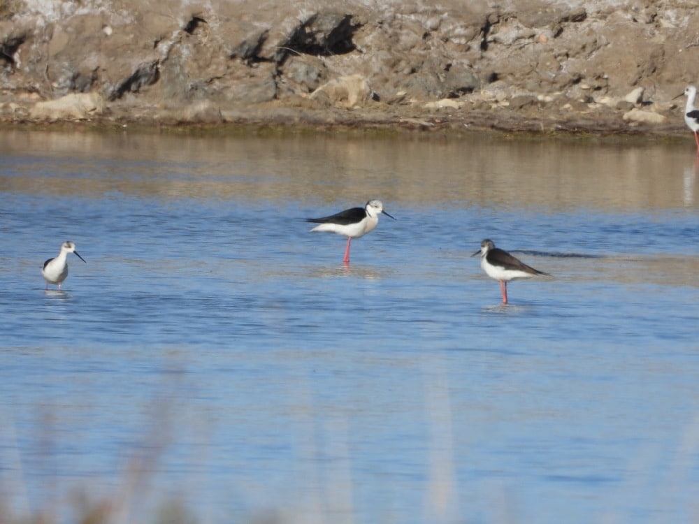 Birding Languedoc Guided Day Trips