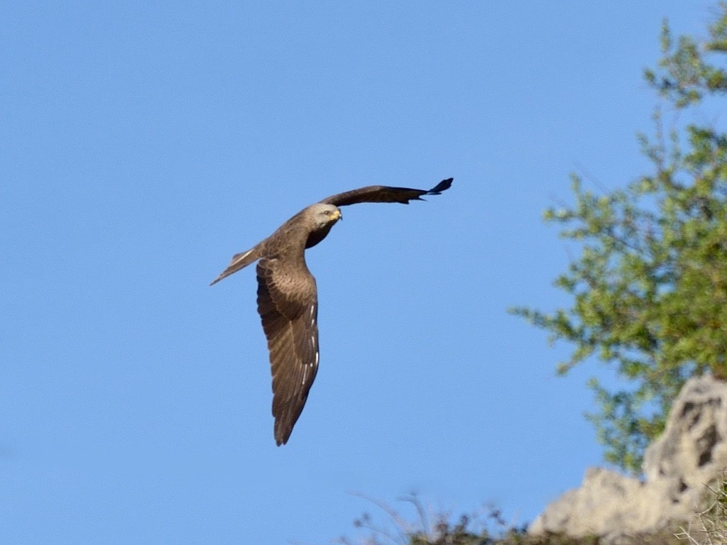Birding Languedoc Private Birding Guiding