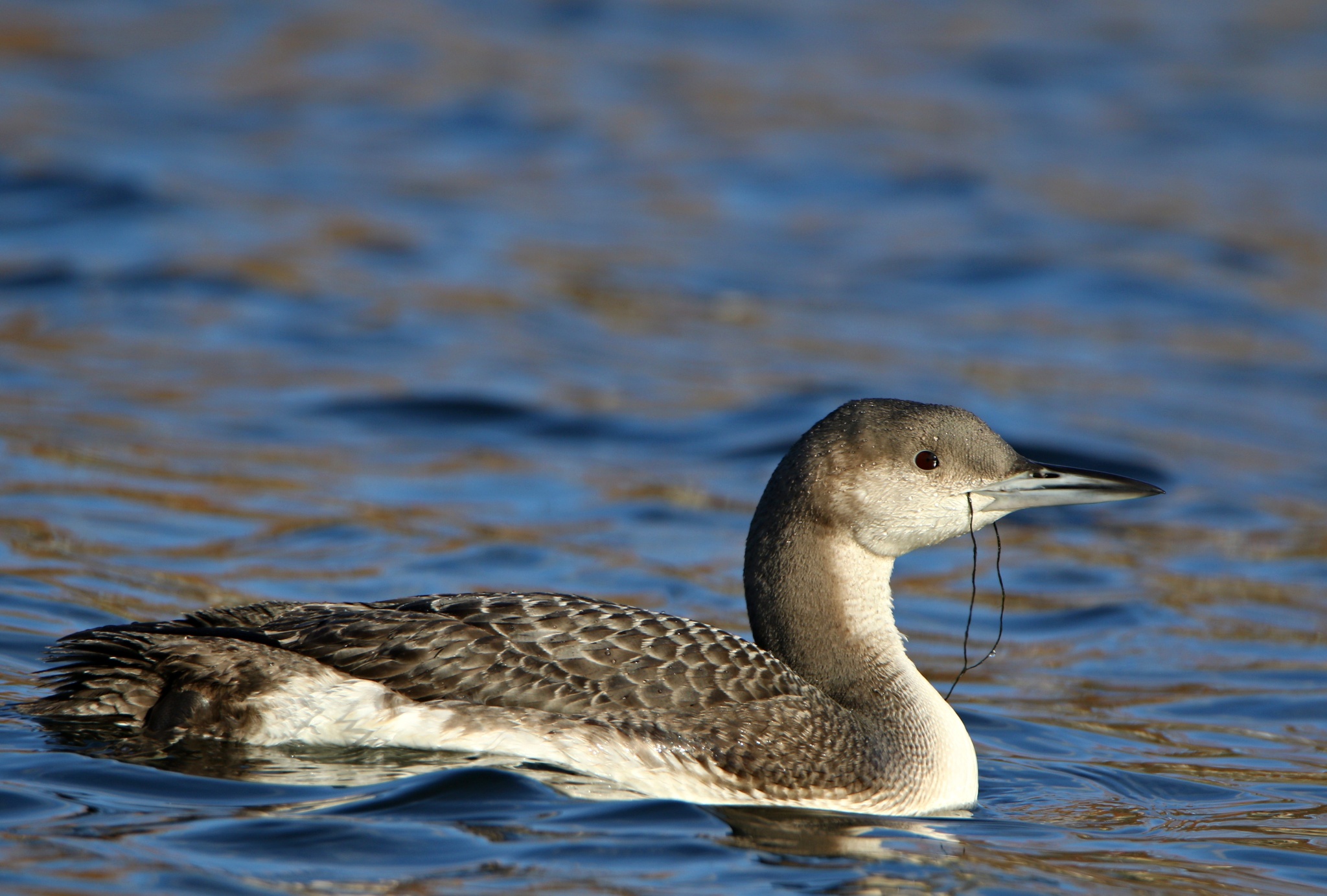 Slovak Birding and Bird Photography by Request