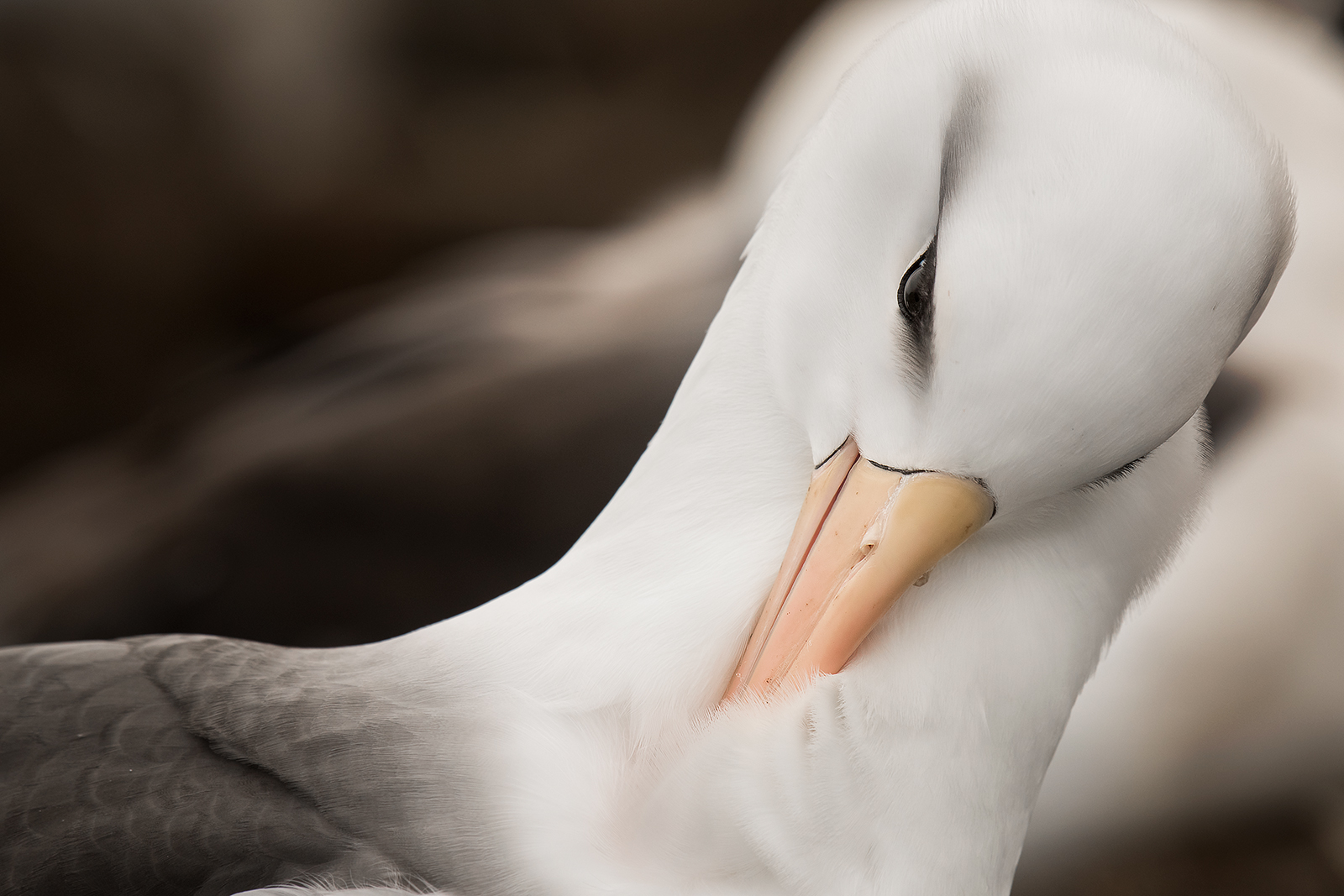 The Wild South: Forest & Coastal Birding
