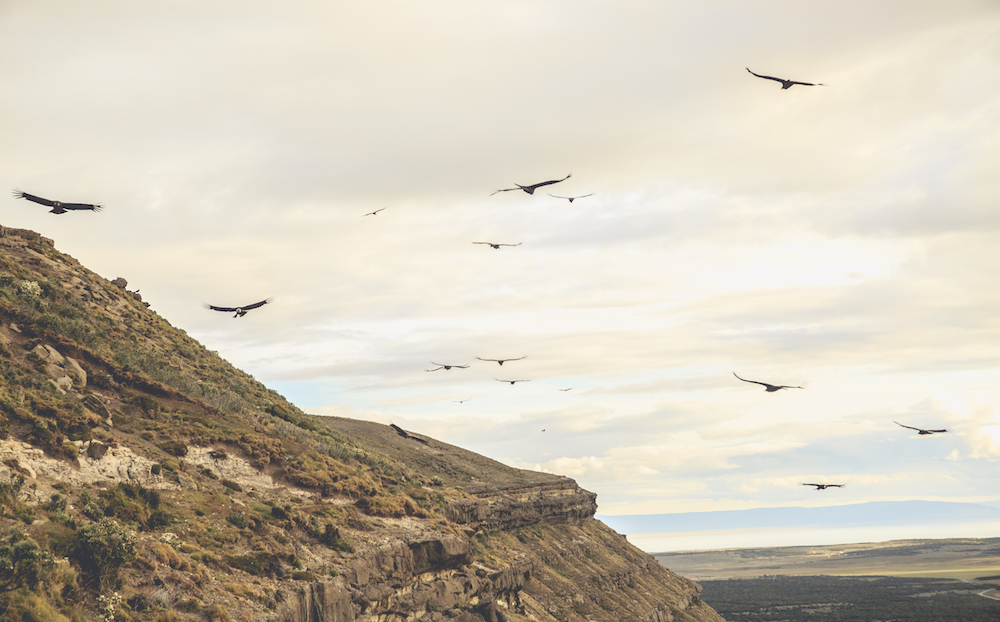 Magellanic Plover and the Andean Condor