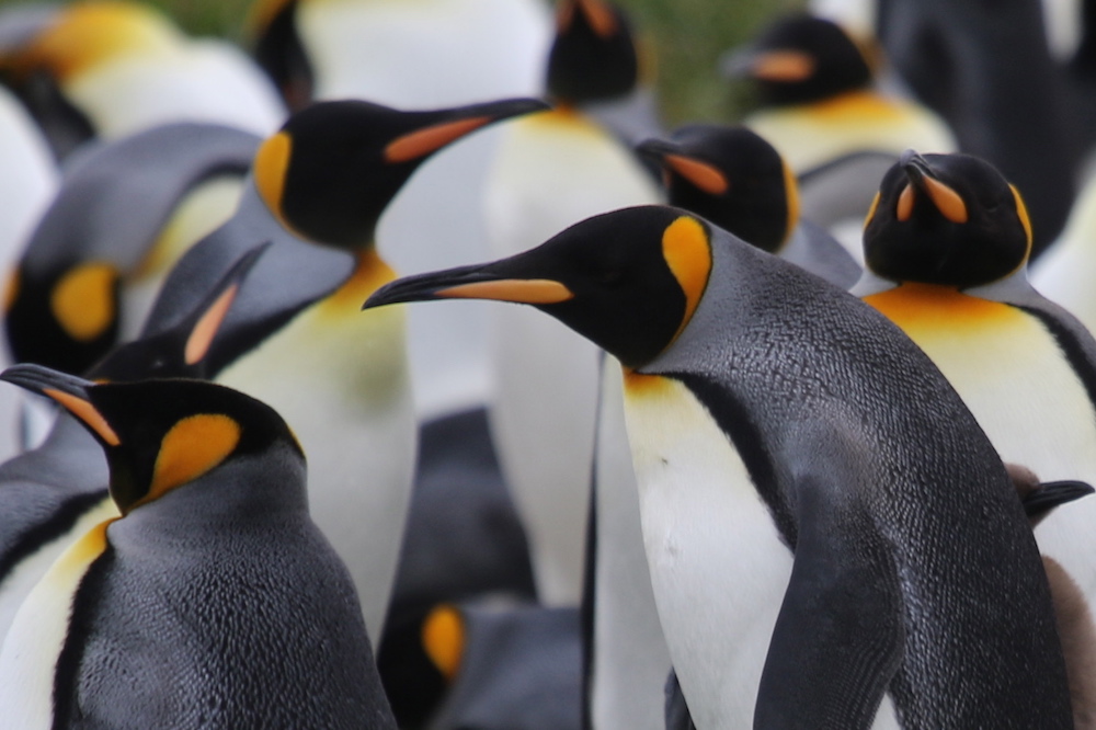 King Penguin Colony and Birding the Steppes of Tierra del Fuego