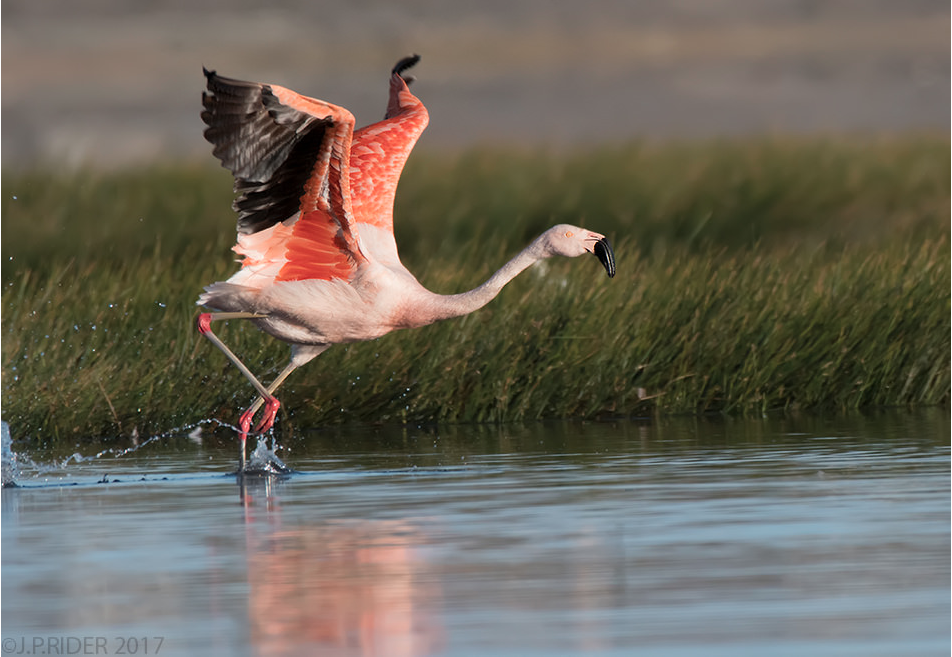 Birding Patagonian Steppe