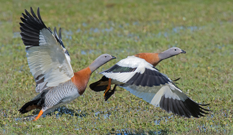 Birding Patagonia