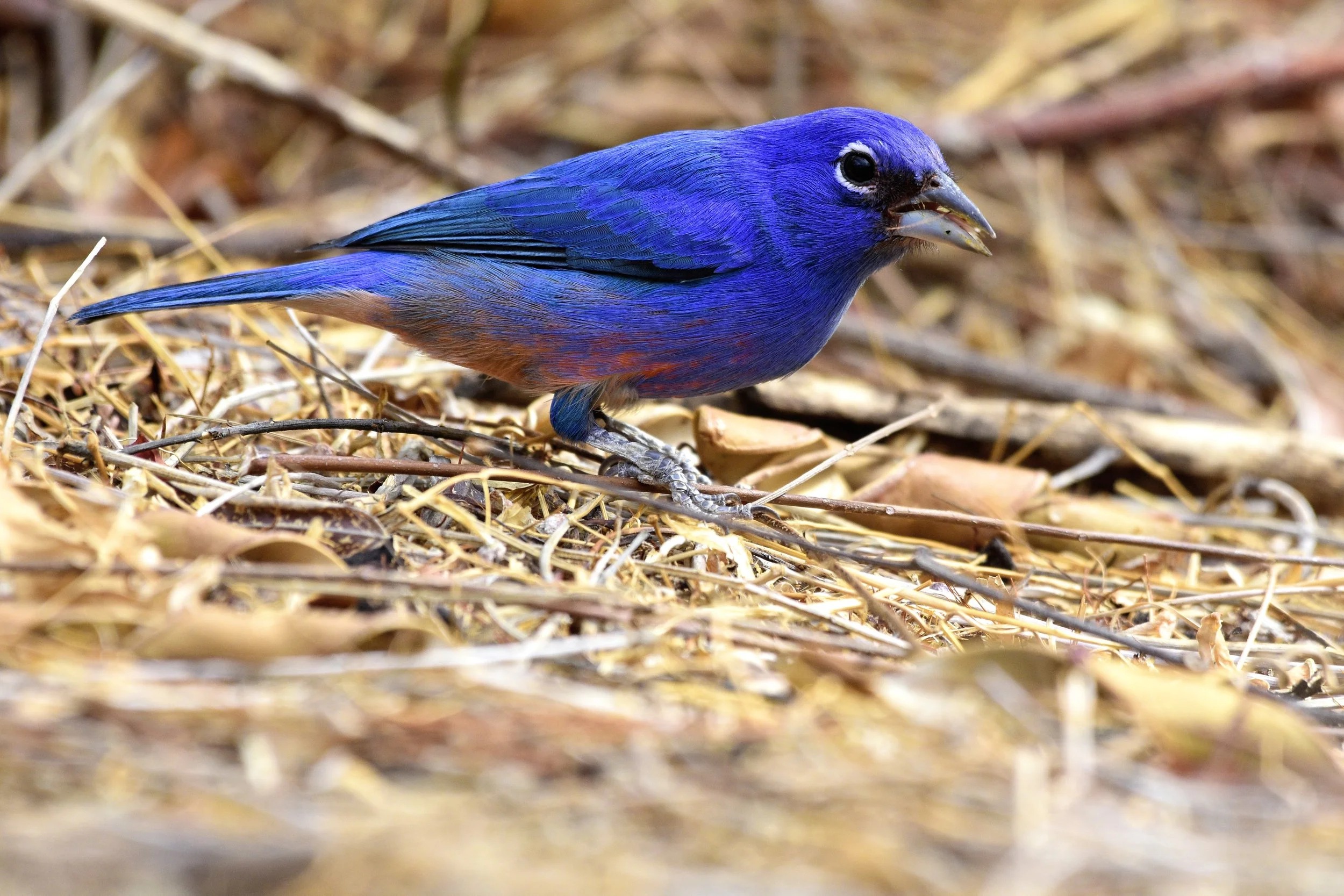 Oaxaca Highlands Birding Tour with David Tonnessen