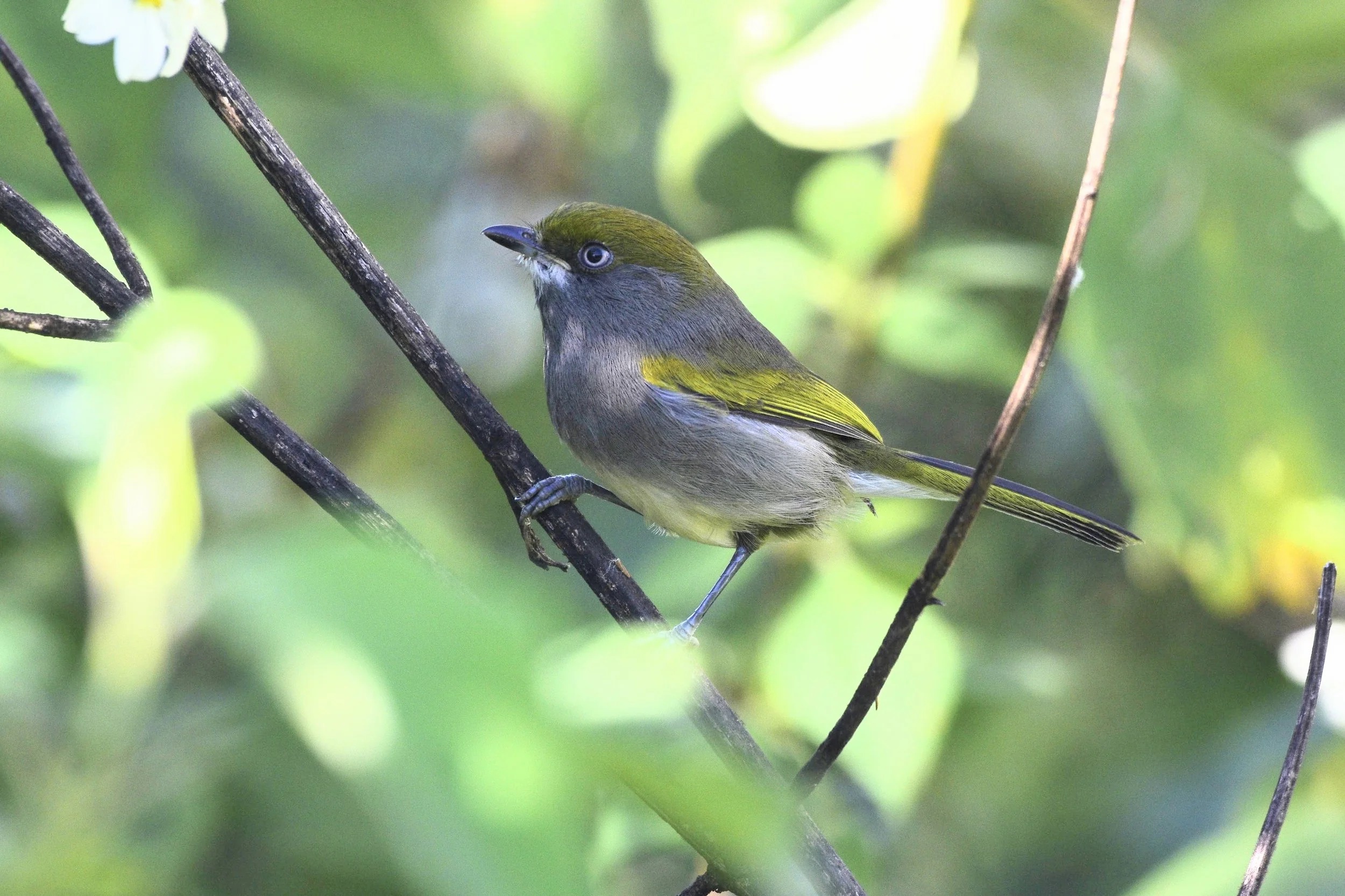 Oaxaca Coastal Endemics Birding Extension