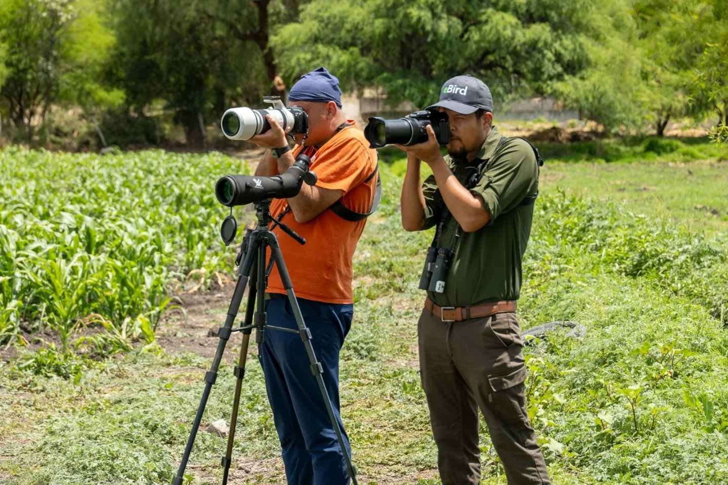 Querétaro City Express Birding Tour